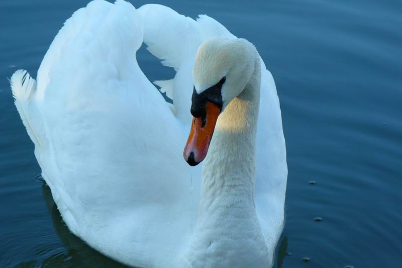 White swan_2