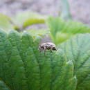 ��������� ���������