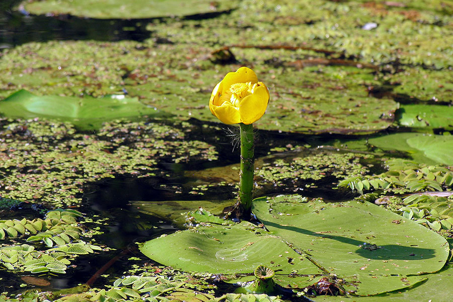    Nuphar luteum (L.) Sibth. et Smit