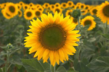 ��������������� �������� �� ��������� �������  