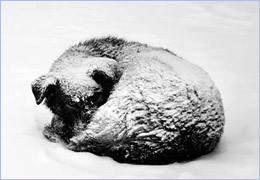 ����� ��������� ����������� ������ �� ������ ������