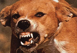 � ���������������� ������� ����� ���������� ������ ��������� �����������