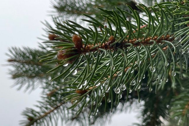 ���� � ������ ������, ���������, �� 8� �����, �����������. ��� ������ �����������  � 6 �� 10 ����