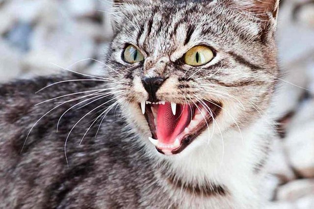 иллюстративное фото из открытых источников В Синельниково на Днепропетровщине из-за больного бешенством кота ввели карантин