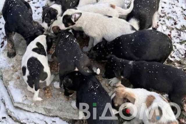 Покусані мешканці та захворювання на сказ: у Жовтих Водах критична ситуація із безпритульними тваринами