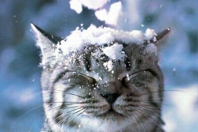 ������ ��������� �� �����: ������� ������ �� ������� �� ����������������