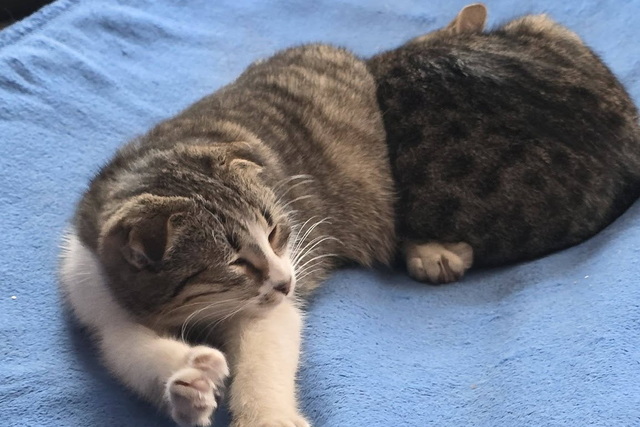 � ����������� ������� ������ ���� �������� ���� ��������