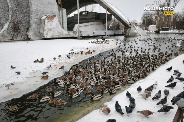 Утиное царство: в парк Глобы слетелись тысячи птиц