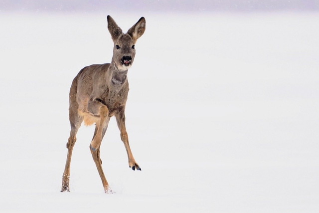 В Днепровско-Орельском заповеднике показали красоту своих косуль