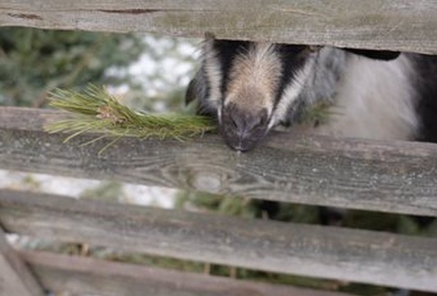 Коза. Суспільне Дніпро Экоферма на Днепропетровщине, где находятся животные, эвакуированные из зоны боевых действий, принимает елки как корм