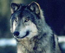 � ������� �� 15% ���������� ������ �������������