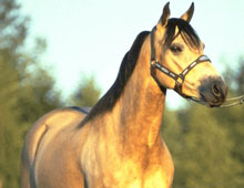 �����-���������� ����� �������� ������������ �� �������