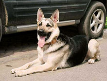 ����� �� �������� ������ ����� ������