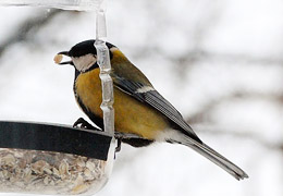 � ������� ����������� ������� �������� ����