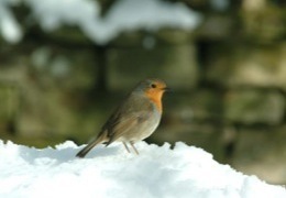 ������ ���� ����� ����� �������� � �������