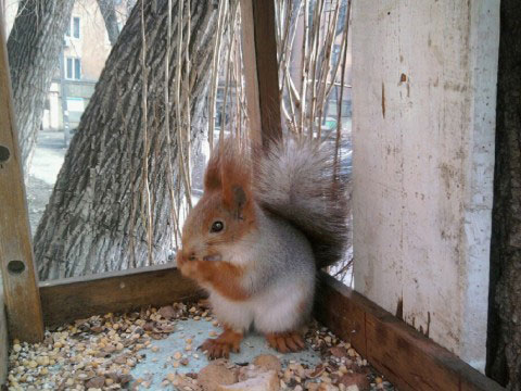 В центре Днепродзержинска поселились белки