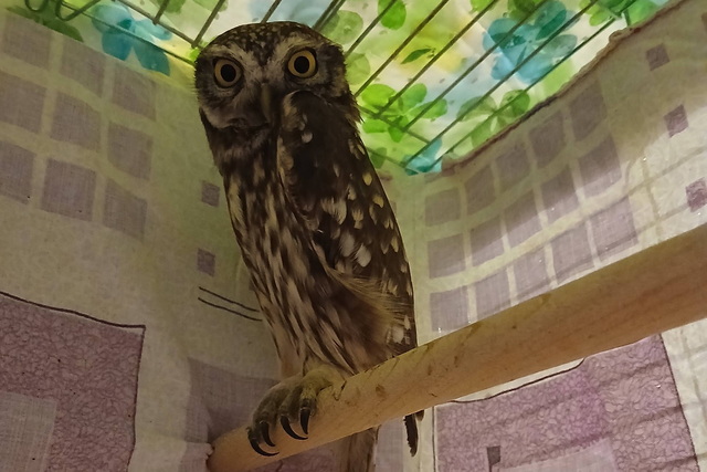 Як у Дніпрі рятують птахів, що потрапили в халепу