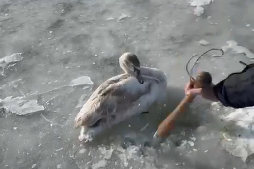 � ������ ������� ������, ����������� � ���� ������� ����