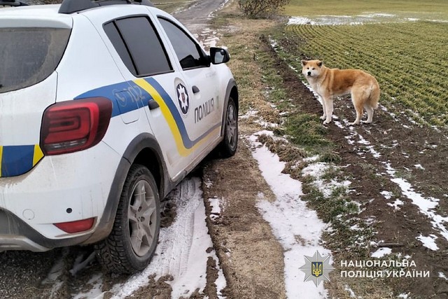 На Днепропетровшине полицейский офицер громады помог вернуть потерянного домашнего любимца семье