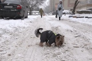 ������ ��������, �������� �������� ������, ������ ��� ��������