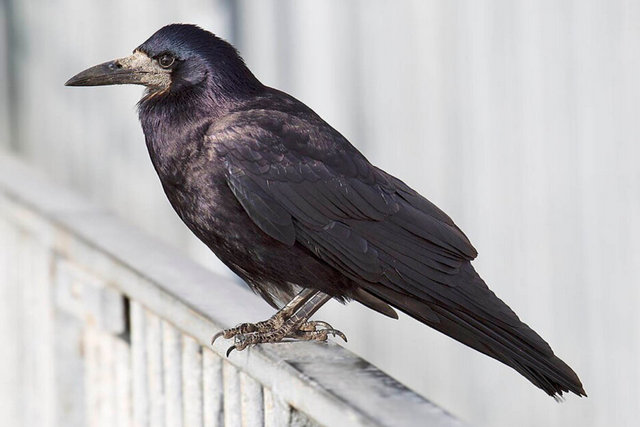 � ������ �������� �������� ���� ������: �������� ��������� ���� �������� ������