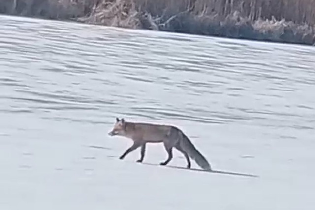 �� ���������������� ������ ������ ����� ��������