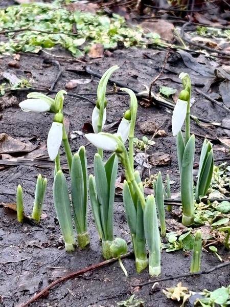 Перші провісники весни вже з’явилися на Монастирському остріві