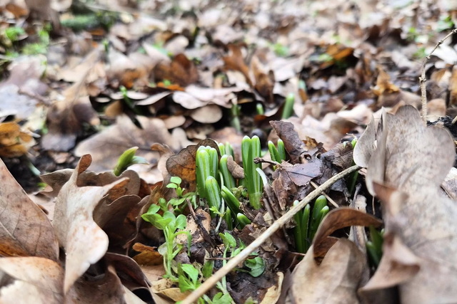 � ����������-��������� ����������� ���� ��������� �����������