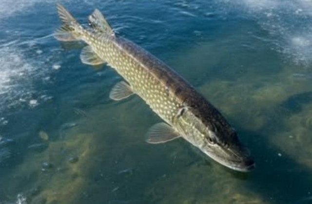 �� �������� ���������������� ���������� ����� ����