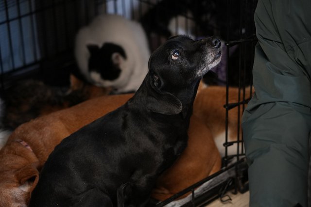 Такса Аза. Суспільне Дніпро «Это был не вой, это реально был плач». История спасенных такс из зон боевых действий