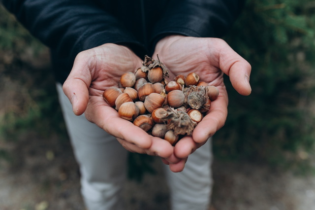 У роки війни підприємець із Дніпропетровської області виростив сад фундука