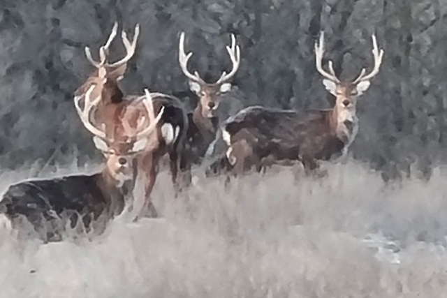 � �����������-����������� ���������� �������� �������� ������� ������