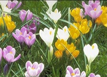 ������� ������ ������ �� �������