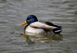 ������� - ��������� ���� ������ ��������