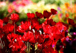 � ���������������� � ����� �� ���� ����� ��������� ��������� �������