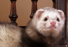 � ����������������� ����������� ������ ������ � ����� �� ���������