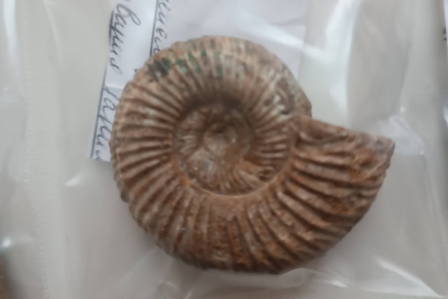 Историческому музею Днепра подарили коллекцию палеонтологических экспонатов