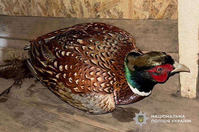 ��������� � �������� �����: � ������������ ������ ����������� ������ ����� �����