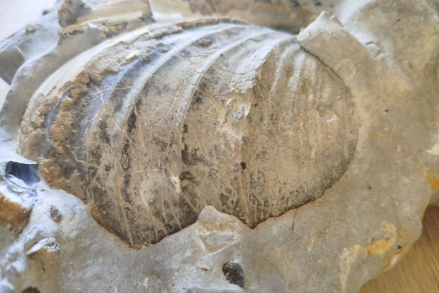 В історичному музеї Дніпра відкриють виставку стародавніх скам'янілостей з унікальною долею