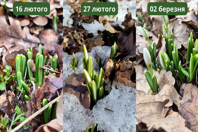 � ����������-��������� ����������� ���������� �������, ��� � ������ ��������