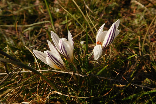 На Дніпропетровщині розквіт шафран