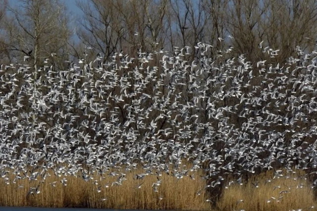 � ������ ����� �������� �������� ������������ ��� ��� �����