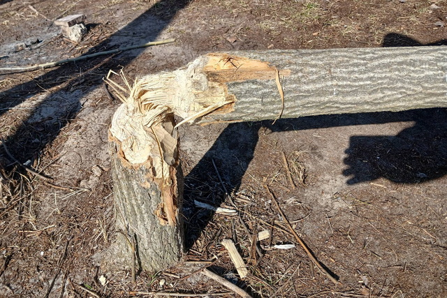 �� ������������ ������� ������������� �����