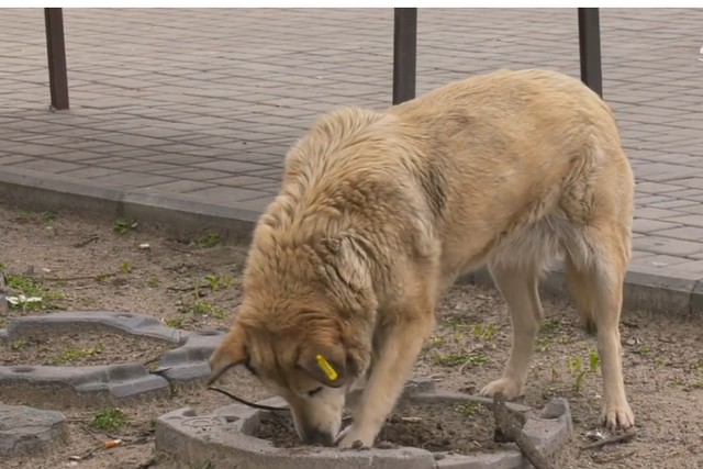 �� ϳ�������� � ����� ���������� ������ �����!