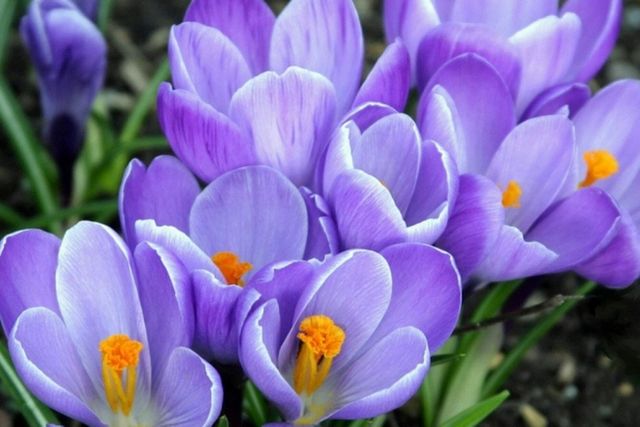 ��������� ���������������� �������� ��� �������� ������� ���������: ��������� ��������������