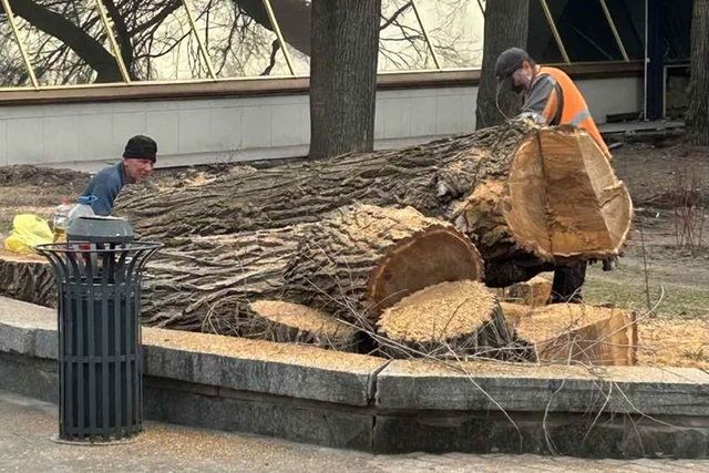 Обрезка деревьев у входа в парк Шевченко. Жители Днепра возмущены спиливанием деревьев в парке Шевченко и на Монастырском острове