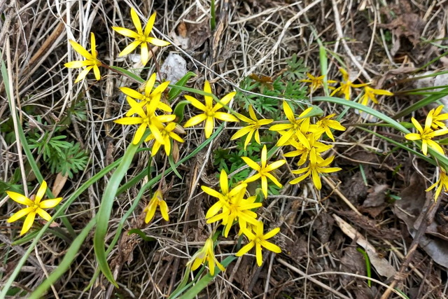 Поля Днепропетровщины покрыты россыпями первоцветов