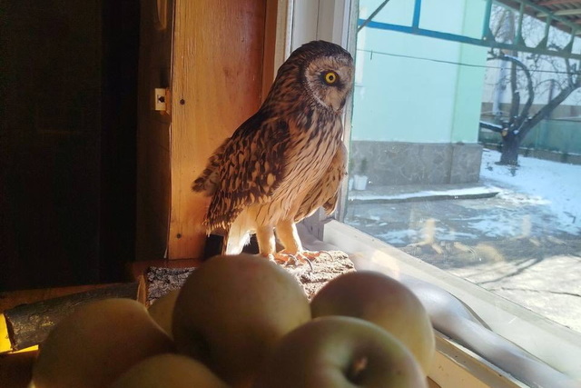 Дніпрянка рятує червонокнижну сову Сеню