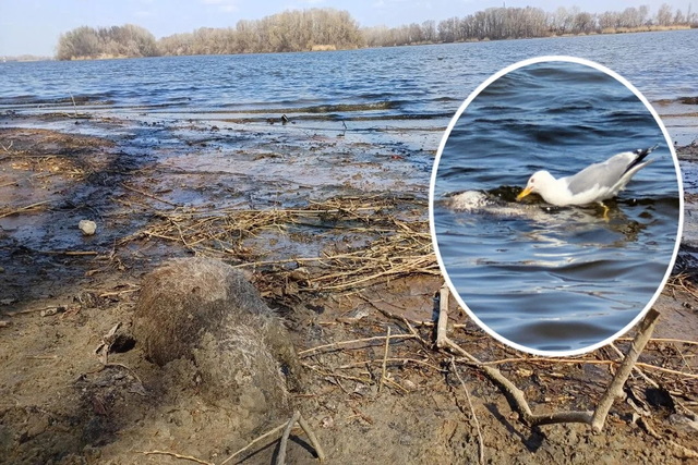 � ����� �� ��� �������� ������� ������ �����: ������ ��� ������� ����� 