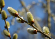 ������� ��������� �������� ������� �����������